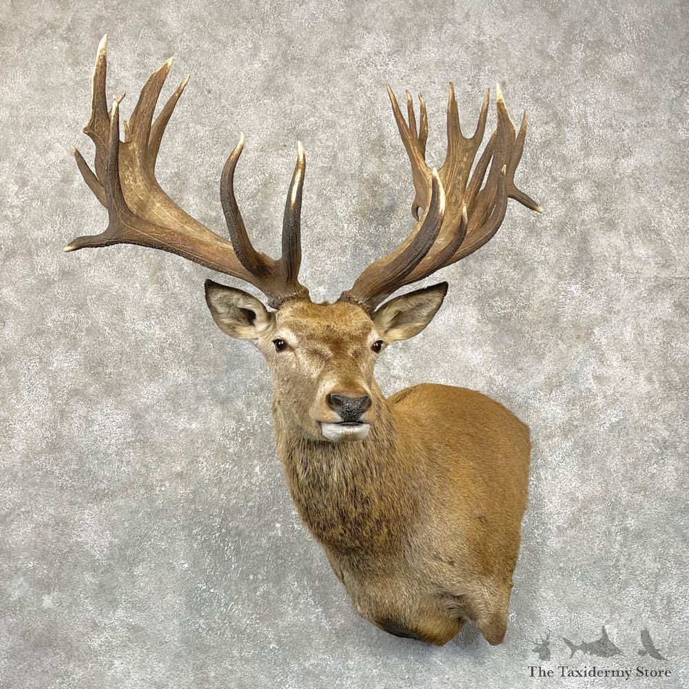 Red Stag Shoulder Mount For Sale #29639 @ The Taxidermy Store