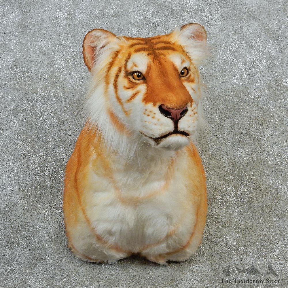 Golden Bengal Tiger Taxidermy Shoulder Mount #12898 For Sale @ The Taxidermy Store