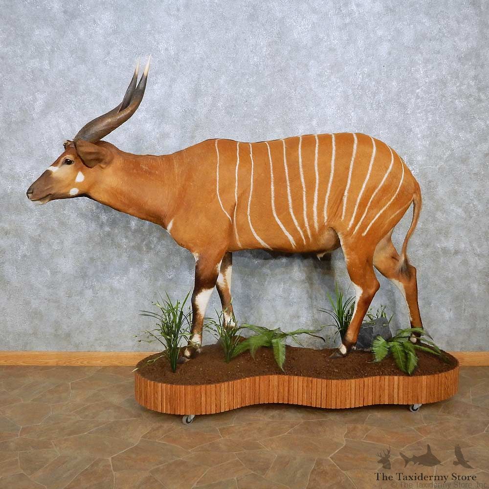 Bongo Antelope Life-Size Mount For Sale #30231 @ The Taxidermy Store