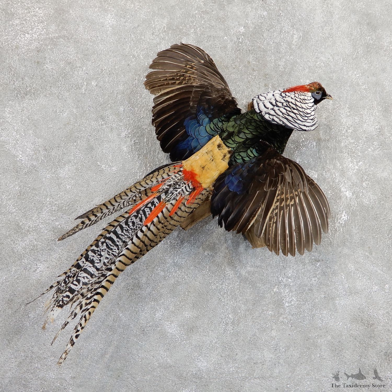 Flying Lady Amherst Pheasant Taxidermy #19648 For Sale @ The Taxidermy Store