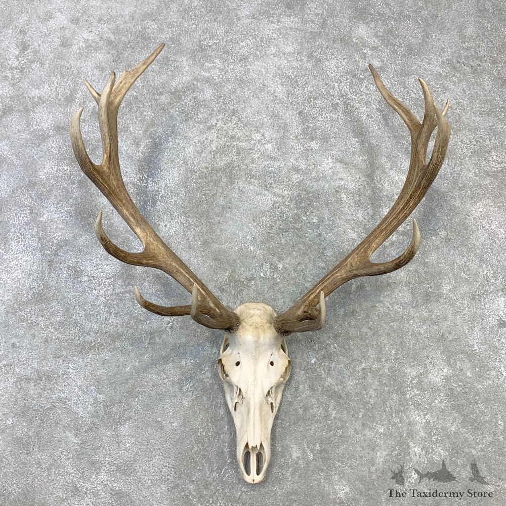 Red Deer Stag Skull European Mount For Sale #23099 @ The Taxidermy Store