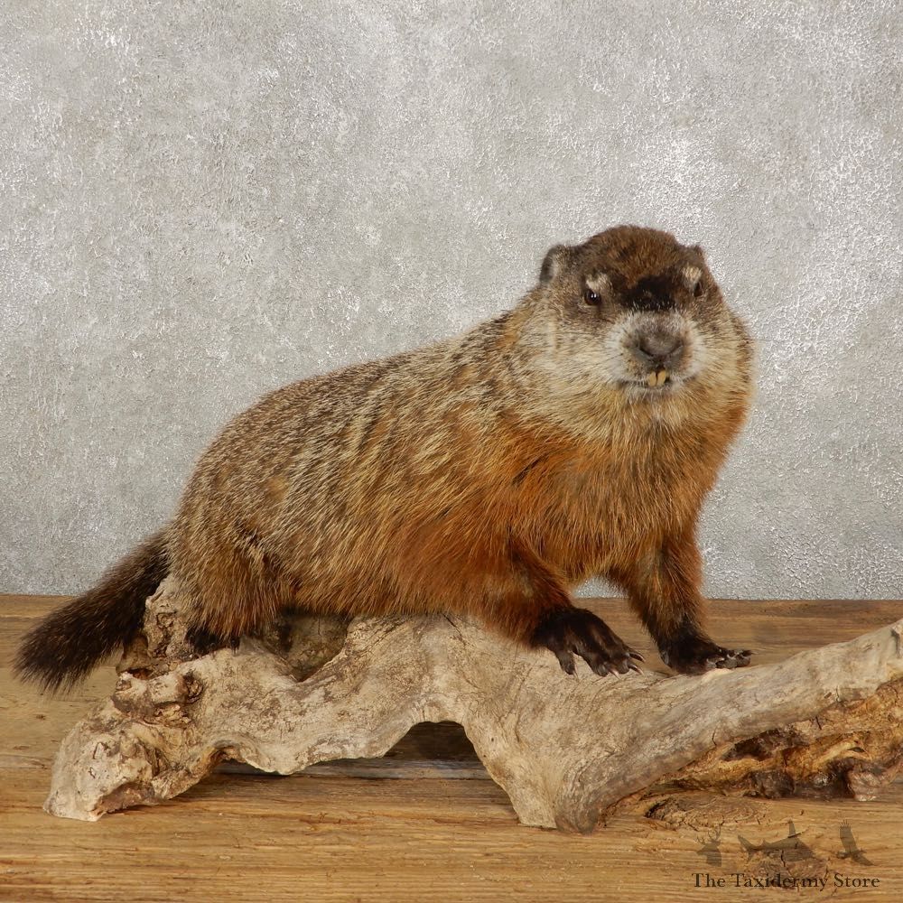 Woodchuck Life-Size Mount For Sale #20386 @ The Taxidermy Store