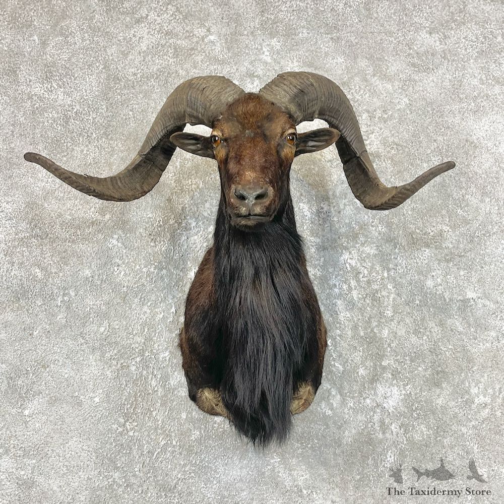 Corsican Ram Shoulder Mount For Sale #26753 @ The Taxidermy Store
