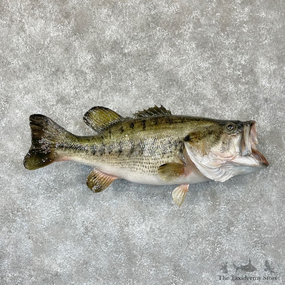 Largemouth Bass Fish Mount For Sale #28136 @ The Taxidermy Store