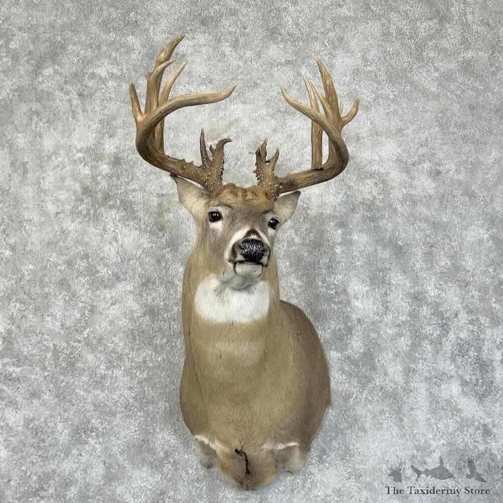 Whitetail Deer Shoulder Mount For Sale #30326 @ The Taxidermy Store
