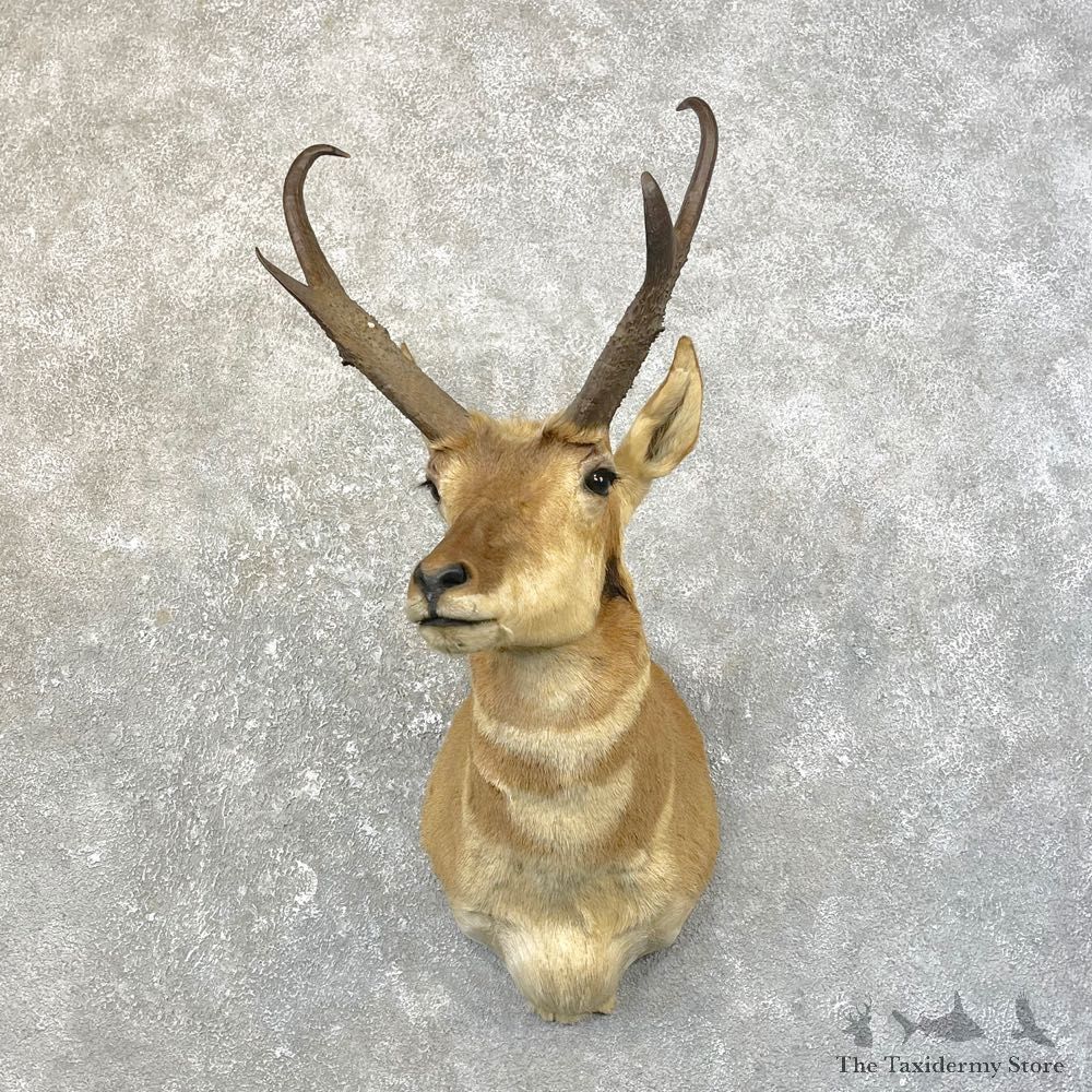 Pronghorn Antelope Shoulder Mount For Sale #25164 @ The Taxidermy-Store