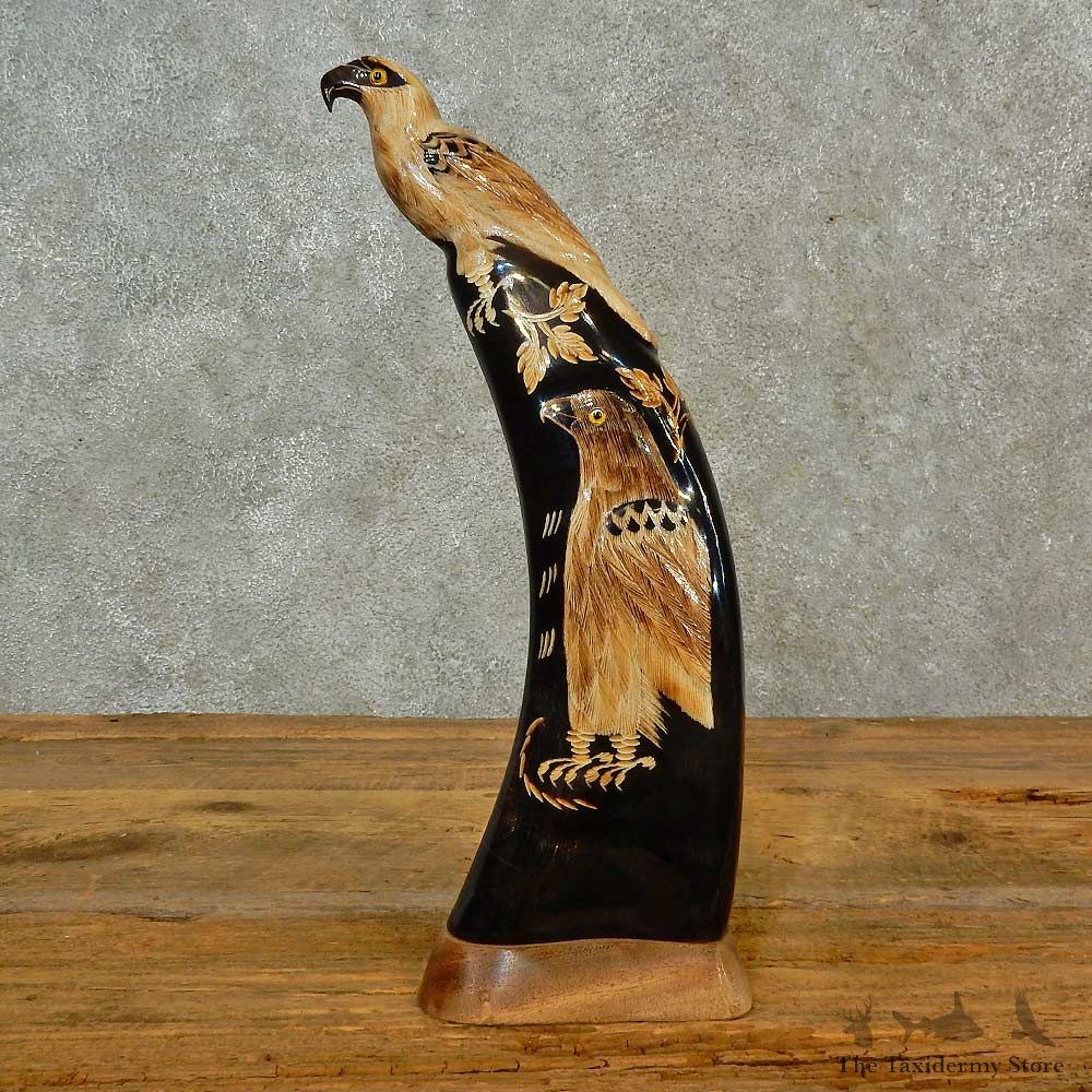 Carved Water Buffalo Horn For Sale #16552 @ The Taxidermy Store