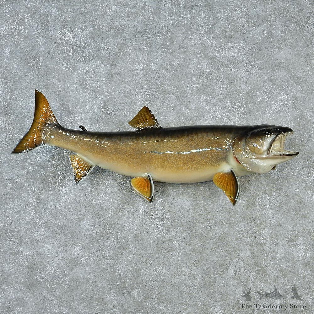 Lake Trout Fish Mount M1 #12837 For Sale @ The Taxidermy Store