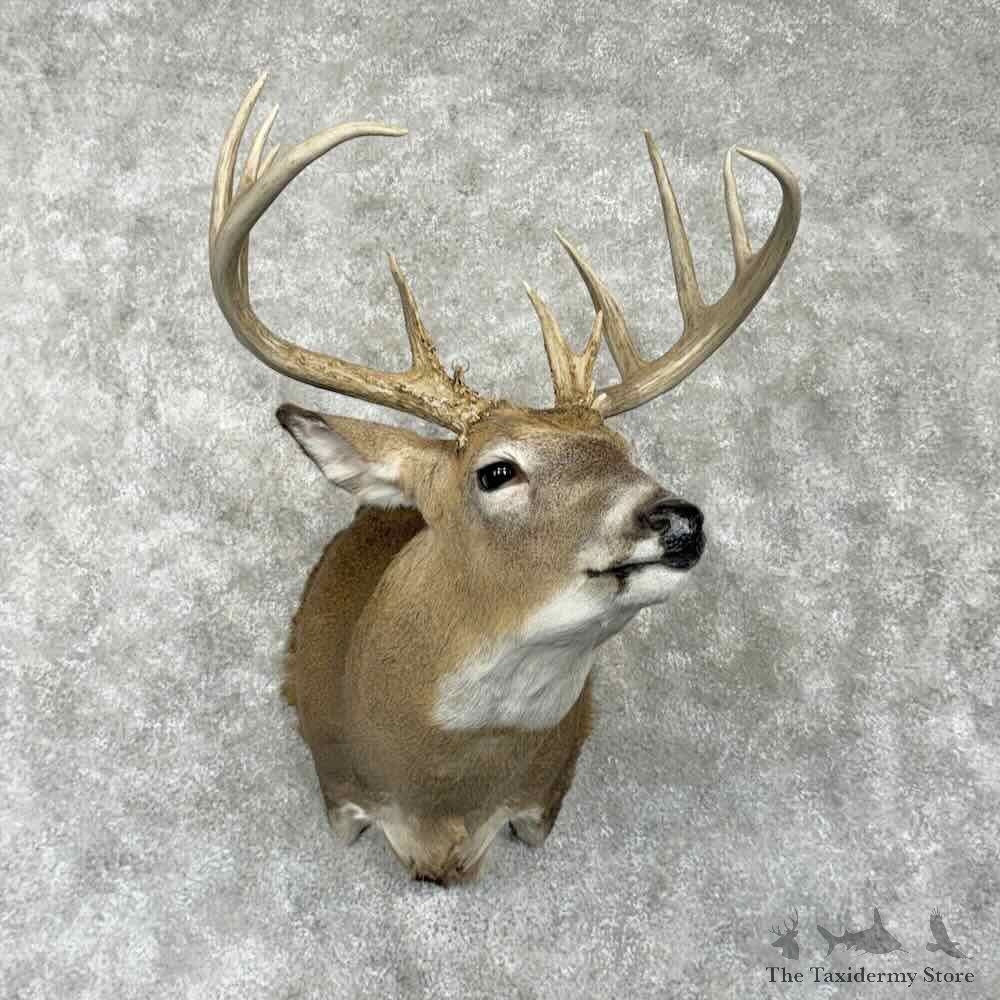 Whitetail Deer Shoulder Mount For Sale #31768 @ The Taxidermy Store