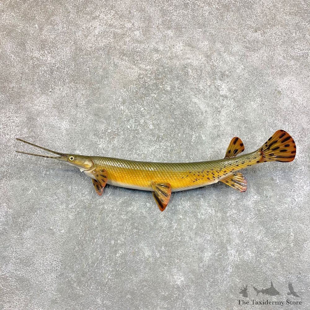 Longnose Gar Fish Mount For Sale #23609 @ The Taxidermy Store