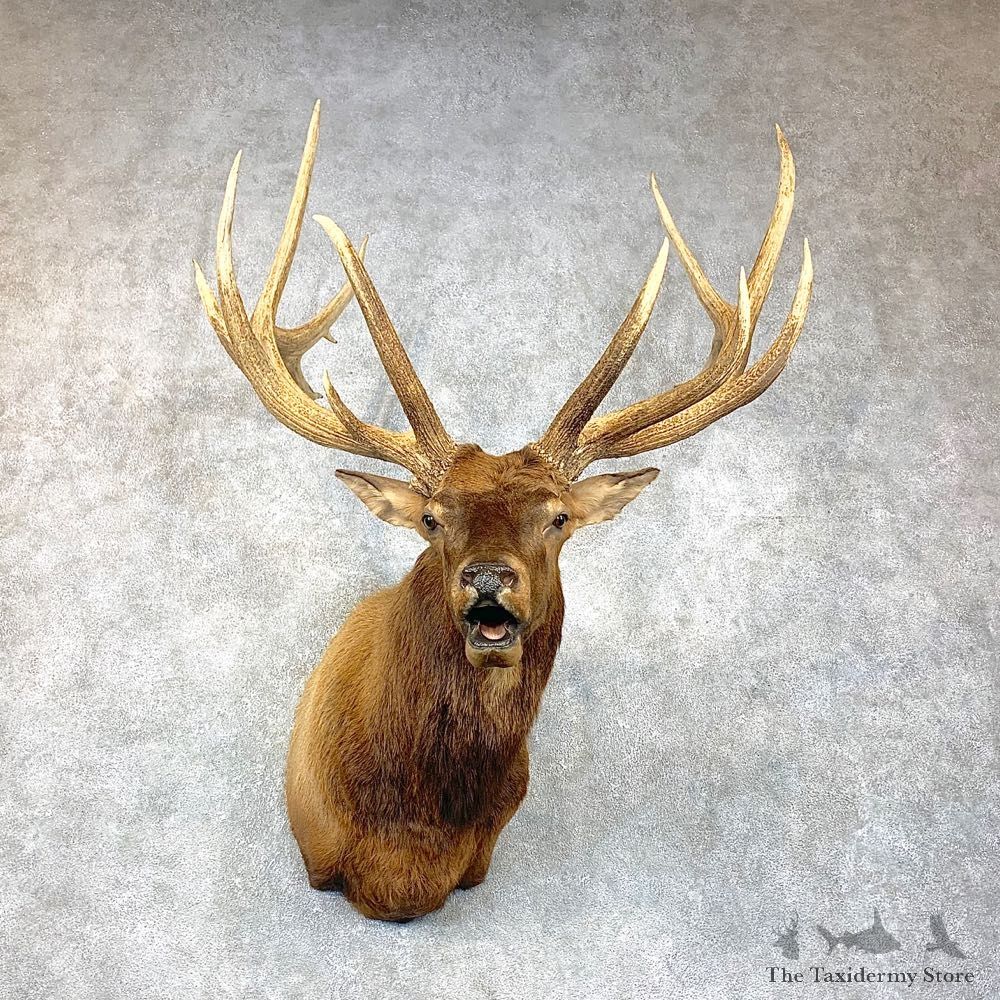 Rocky Mountain Elk Shoulder Mount For Sale #23795 @ The Taxidermy Store