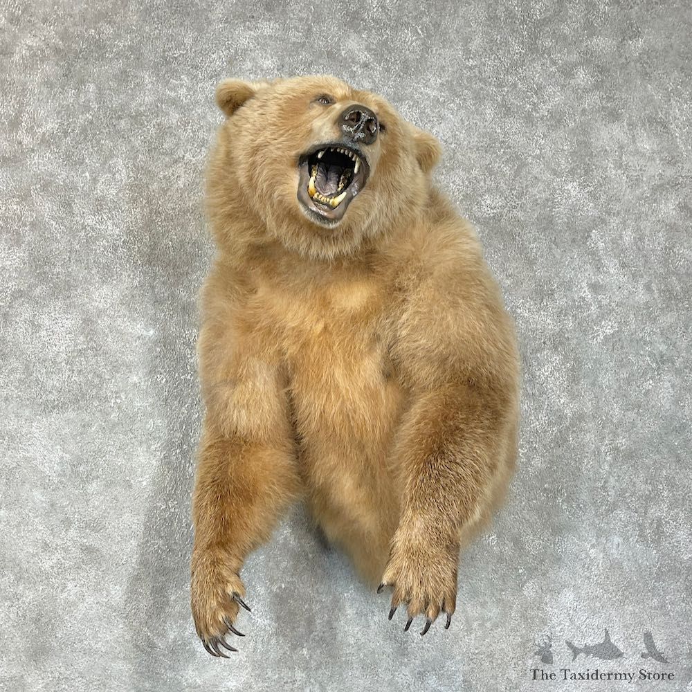 Grizzly Bear Half Life-Size Mount For Sale #25690 @ The Taxidermy Store