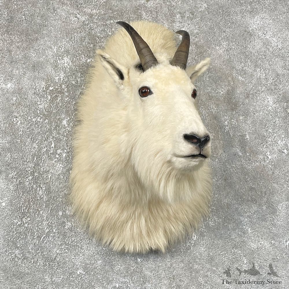 Mountain Goat Shoulder Mount For Sale #25490 @ The Taxidermy Store