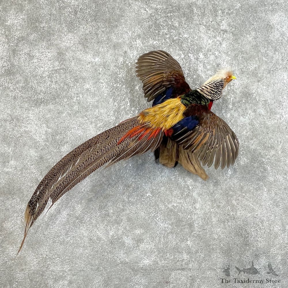 Red Golden Pheasant Bird Mount For Sale #25747 - The Taxidermy Store