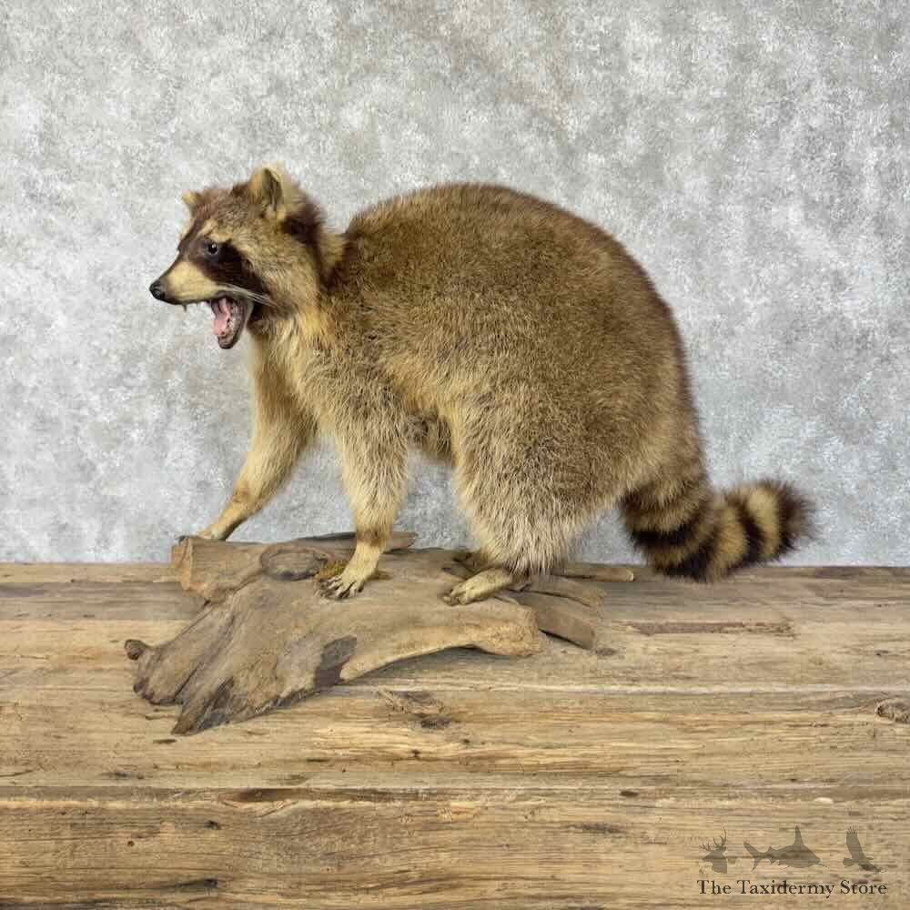 Raccoon Life-Size Mount For Sale #30725 @ The Taxidermy Store