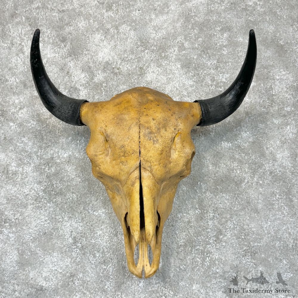 American Buffalo/Bison Skull Mount For Sale #29592 @ The Taxidermy Store