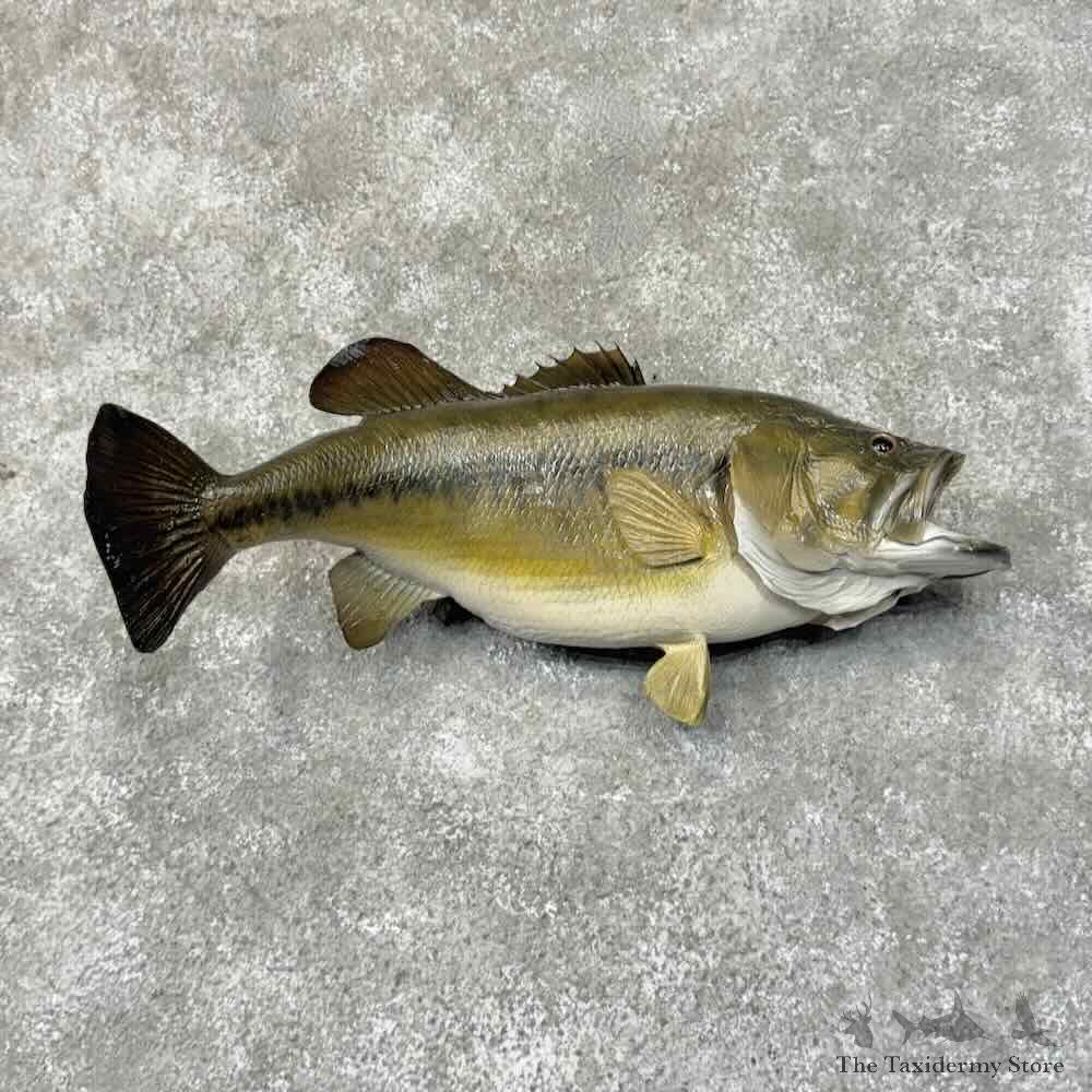 Largemouth Bass Fish Mount For Sale #31281 @ The Taxidermy Store