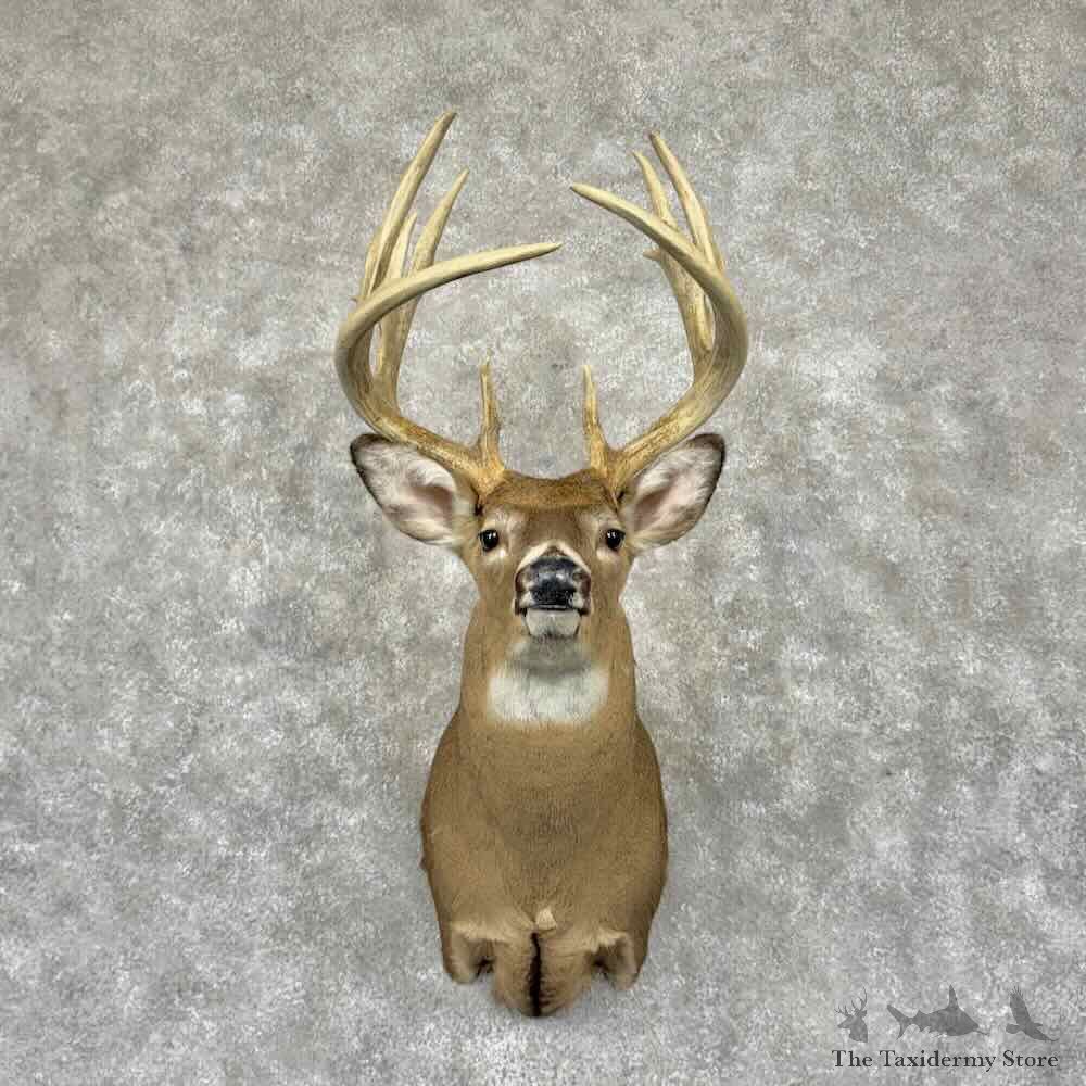 Whitetail Deer Shoulder Mount For Sale #31553 @ The Taxidermy Store