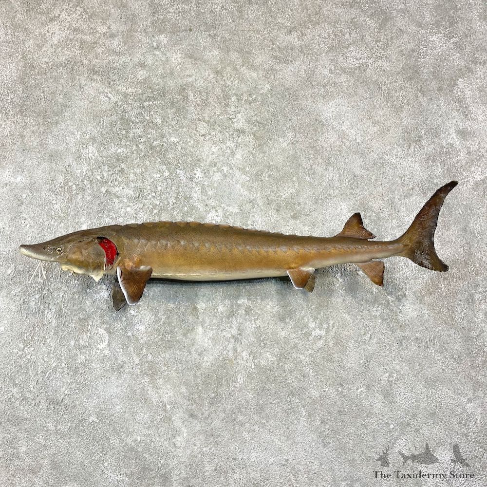 Sturgeon Fish Taxidermy Mount For Sale #25956 @ The Taxidermy Store
