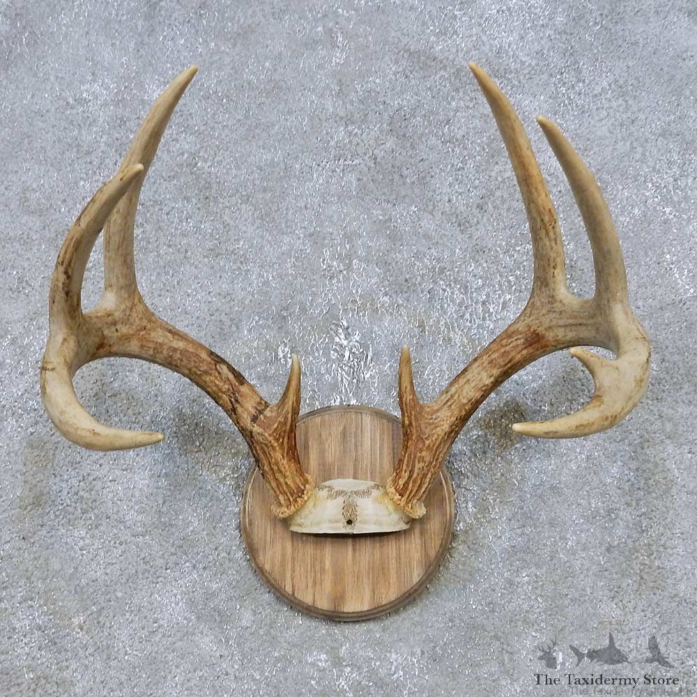 Whitetail Deer Antler Plaque Mount For Sale #14778 @ The Taxidermy Store