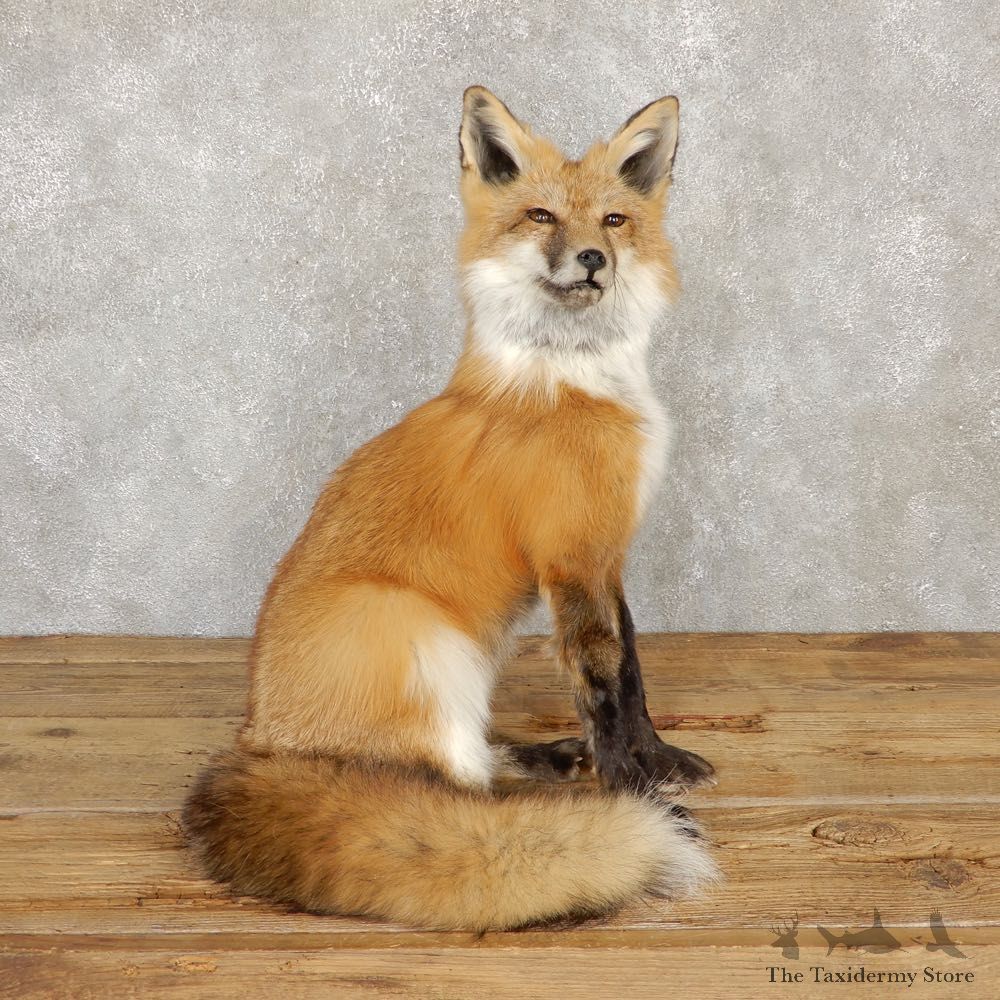 Red Fox Life-Size Mount For Sale #20112 @ The Taxidermy Store