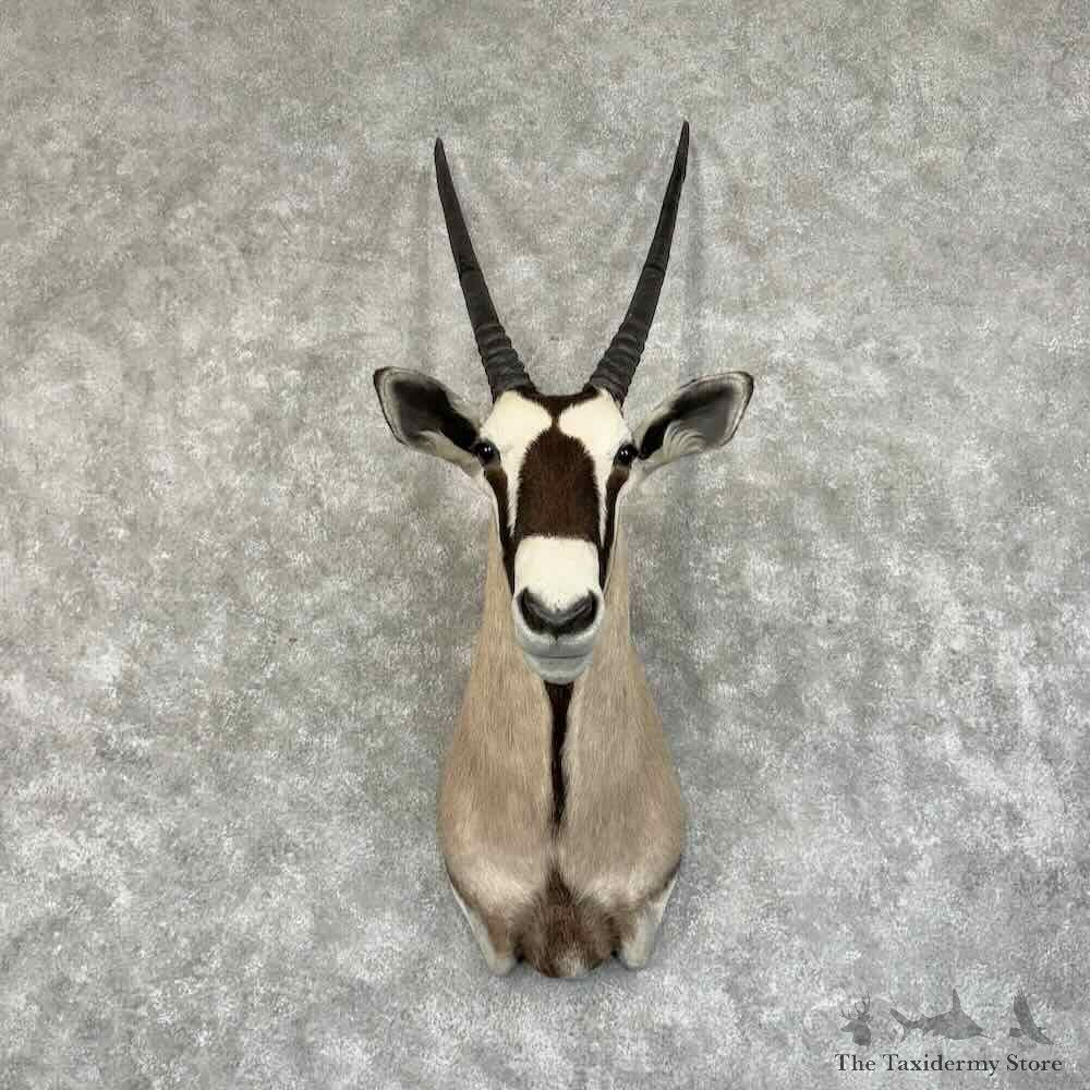 Gemsbok Oryx Shoulder Mount For Sale #31207 @ The Taxidermy Store