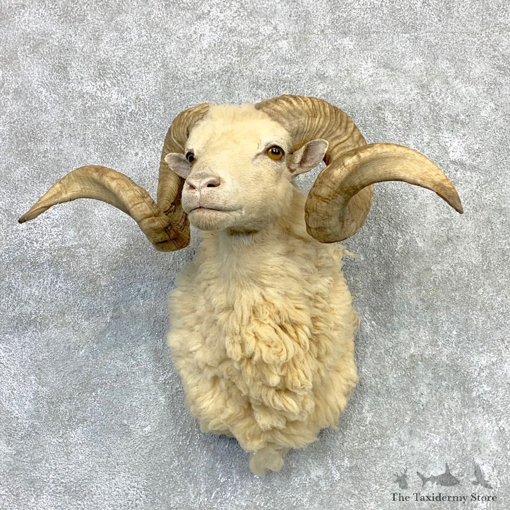 Texas Dall Sheep Taxidermy Shoulder Mount For Sale #23123 @ The Taxidermy Store