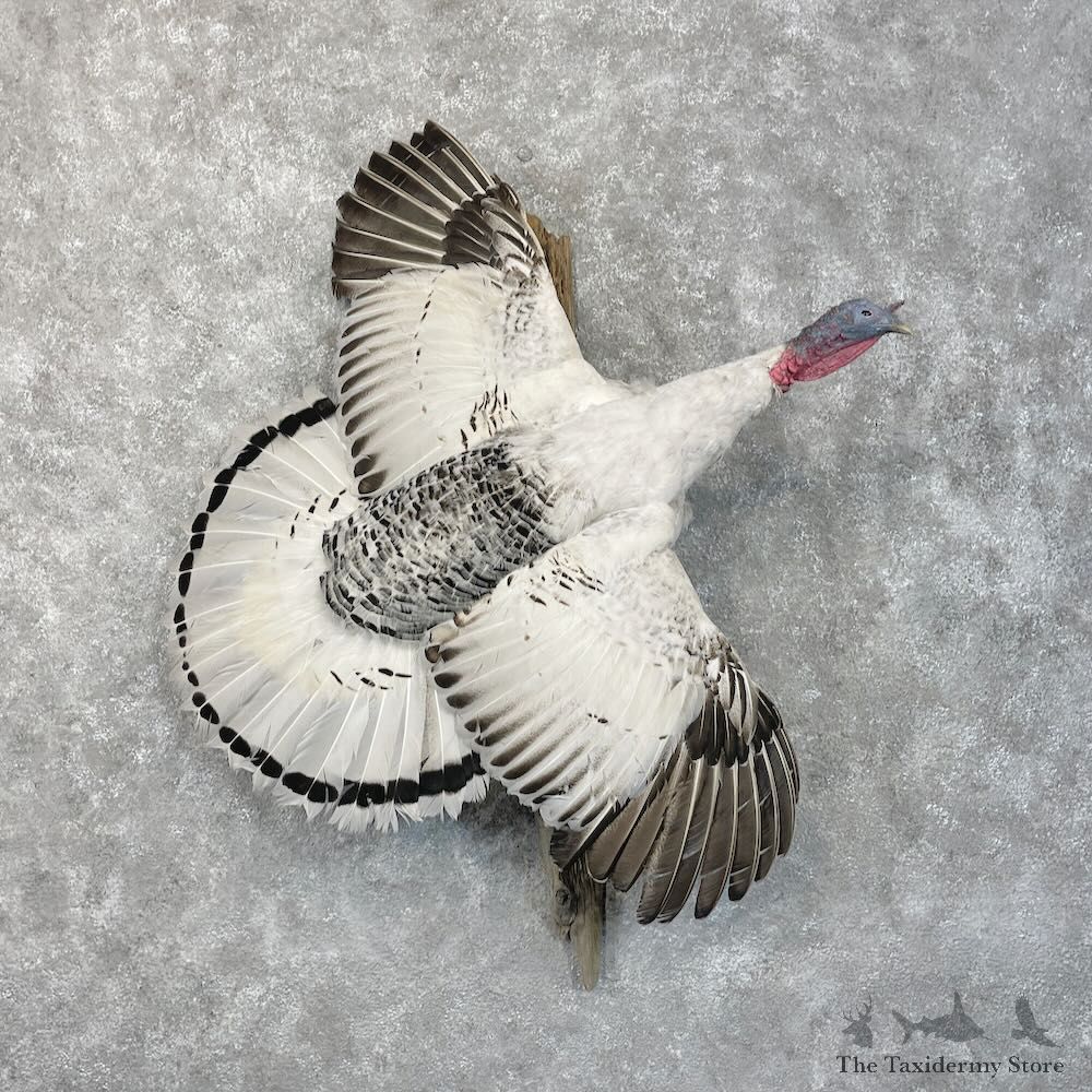 Royal Palm Turkey Bird Mount For Sale #28499 @ The Taxidermy Store