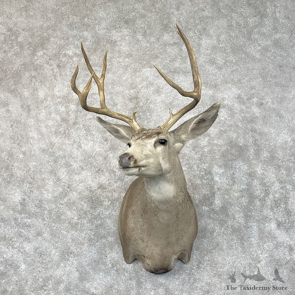 Mule Deer Shoulder Mount For Sale #28425 @ The Taxidermy Store
