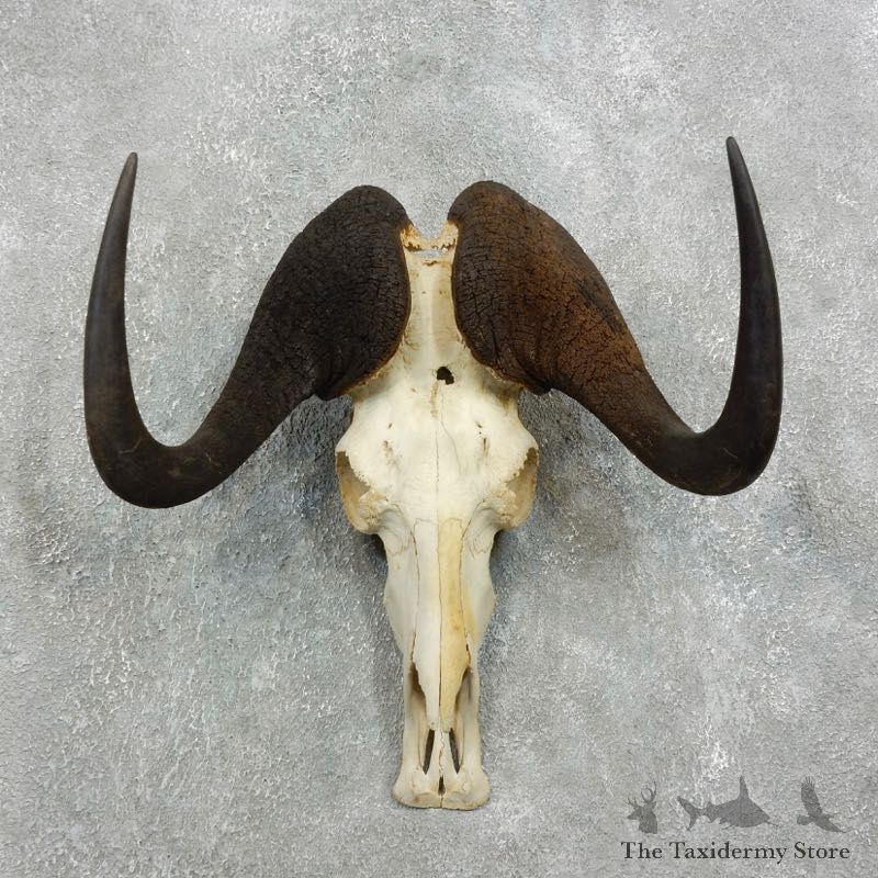 Black Wildebeest Skull European Mount For Sale #18337 @ The Taxidermy Store