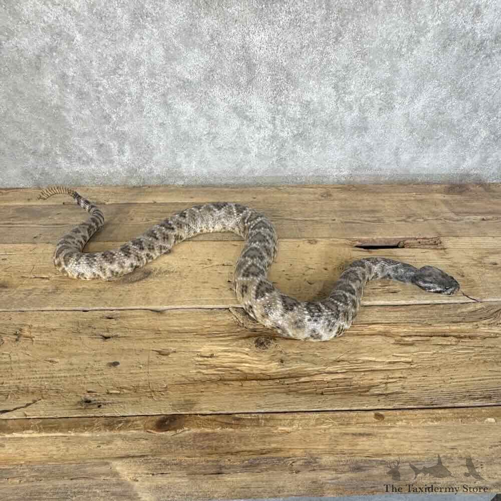 Western Diamondback Rattlesnake Mount For Sale #31136 @ The Taxidermy Store