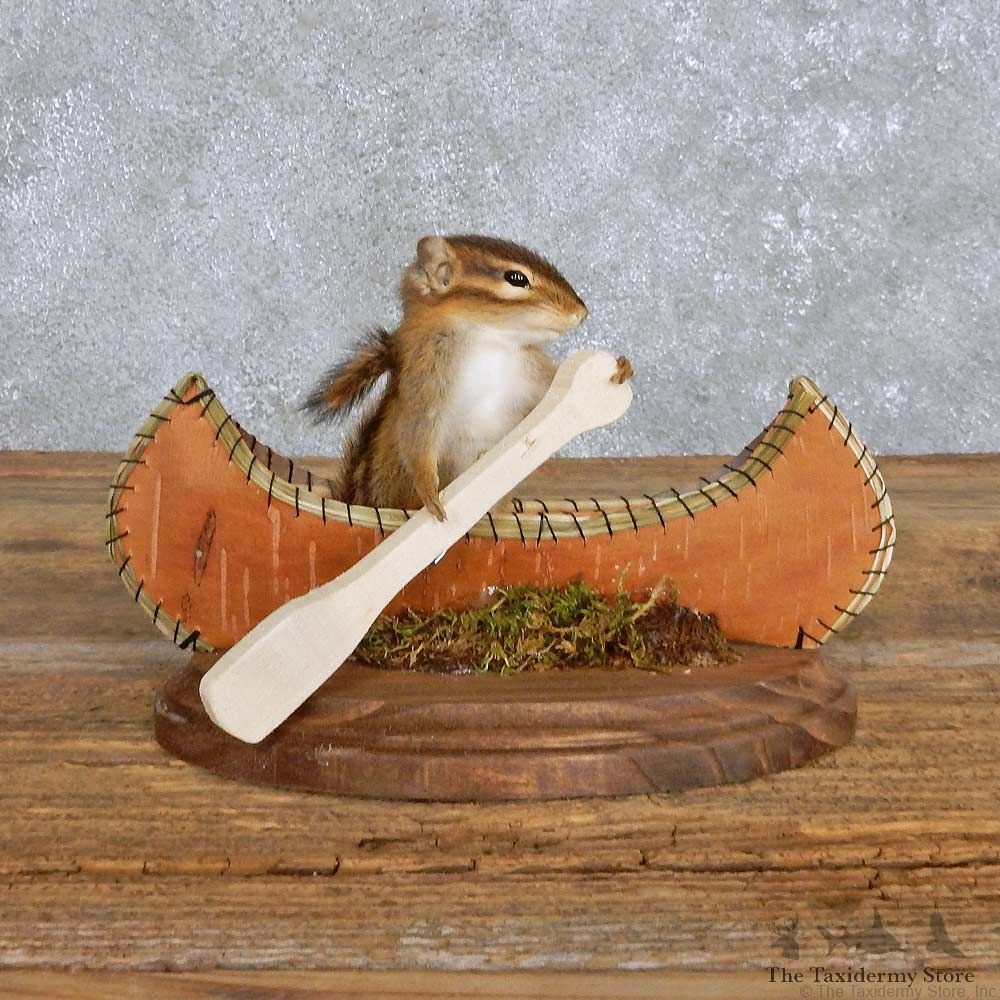 Novelty Canoe Chipmunk Mount For Sale #14182 @ The Taxidermy Store