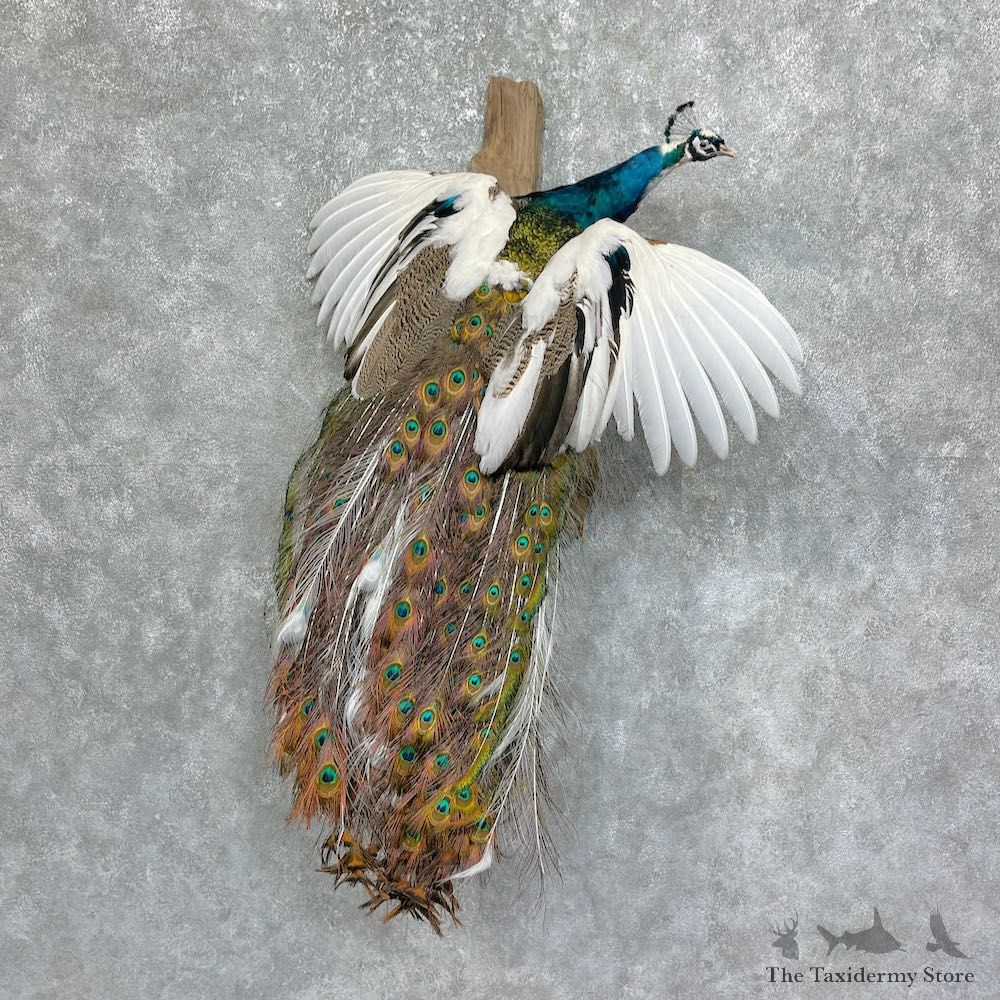Pied Indian Peacock Bird Mount For Sale #25222 @ The Taxidermy Store