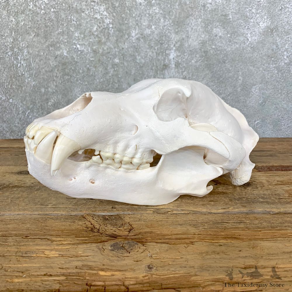 Alaskan Grizzly Bear Full Skull Mount For Sale #23903 @ The Taxidermy Store