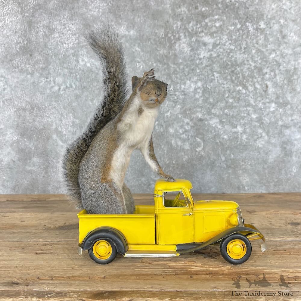 Novelty Grey Squirrel Mount For Sale #28038 @ The Taxidermy Store