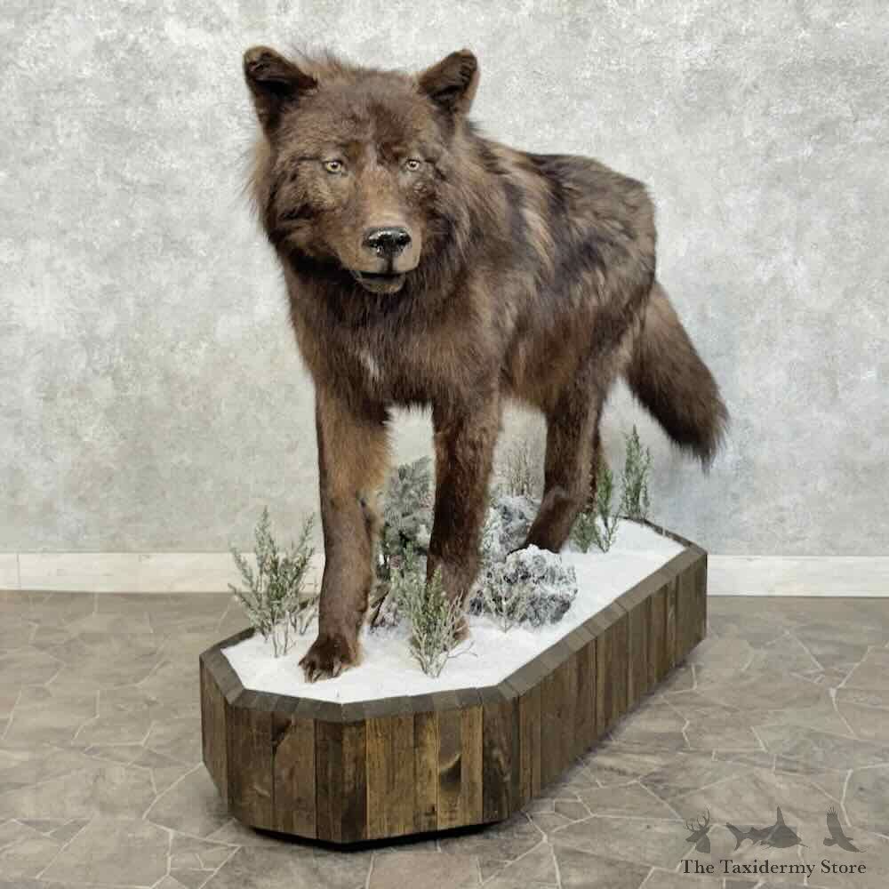 Alaskan Black Wolf Life Size Mount For Sale #31748 @ The Taxidermy Store