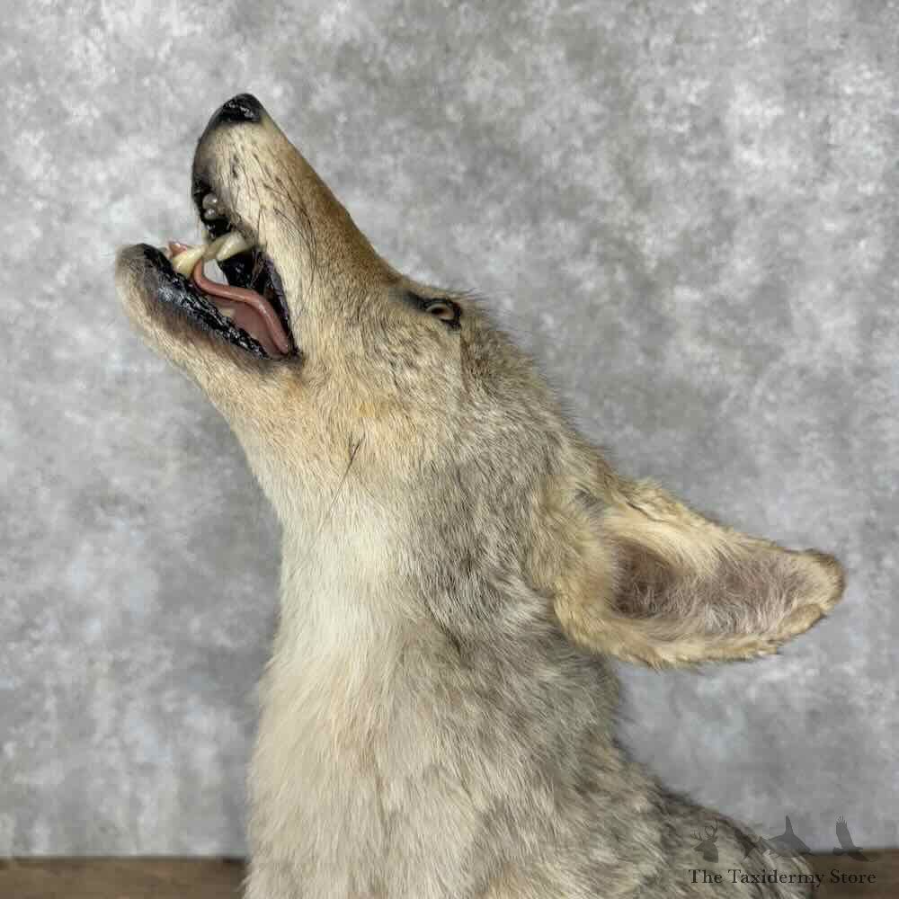 Coyote Life-Size Mount For Sale #30802 @ The Taxidermy Store