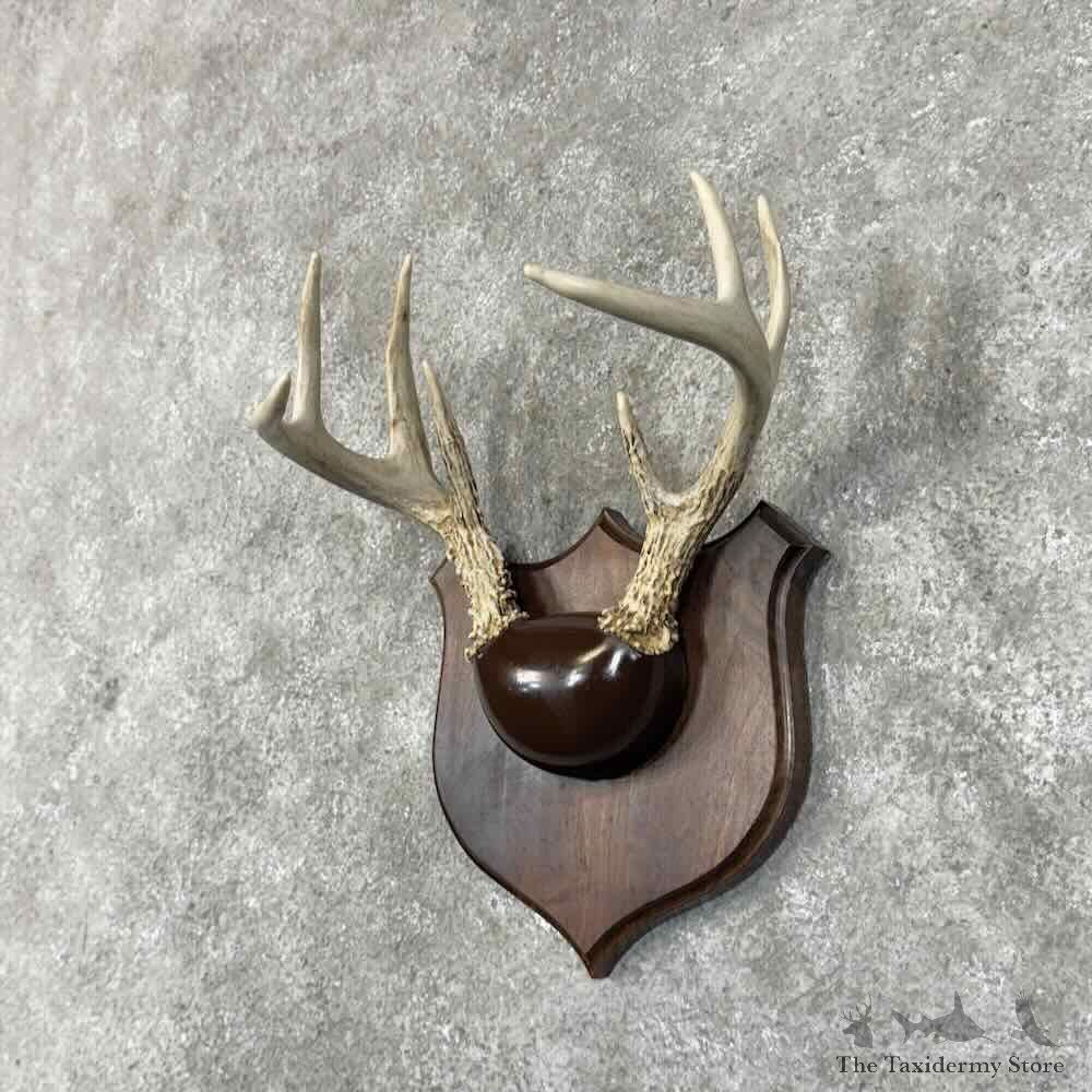 Whitetail Deer Antler Plaque Mount For Sale #30341 @ The Taxidermy Store