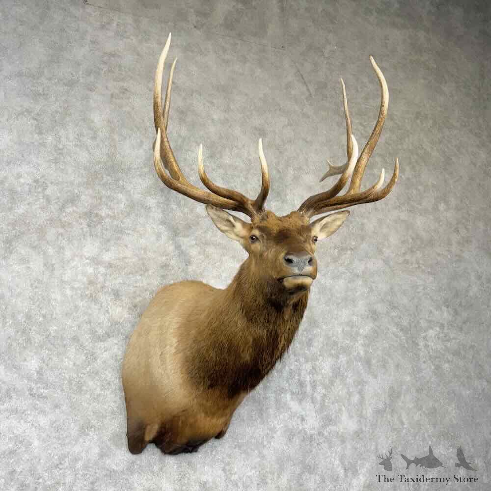 Rocky Mountain Elk Shoulder Mount For Sale #30368 @ The Taxidermy Store
