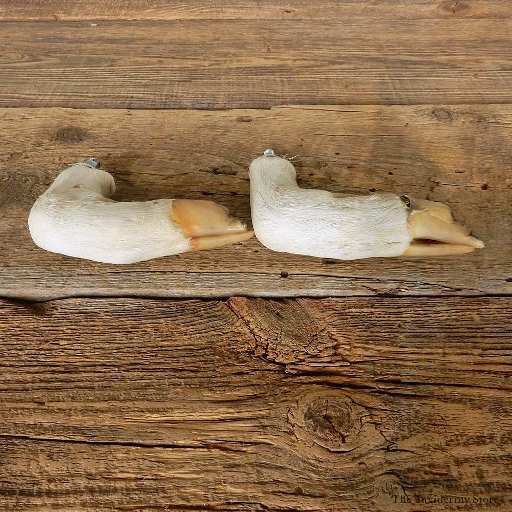 Whitetail Deer Foot Set For Sale #14974 @ The Taxidermy Store