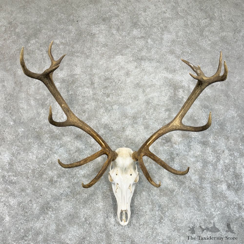 Red Deer Stag Skull Antler European Mount For Sale #29682 @ The Taxidermy Store