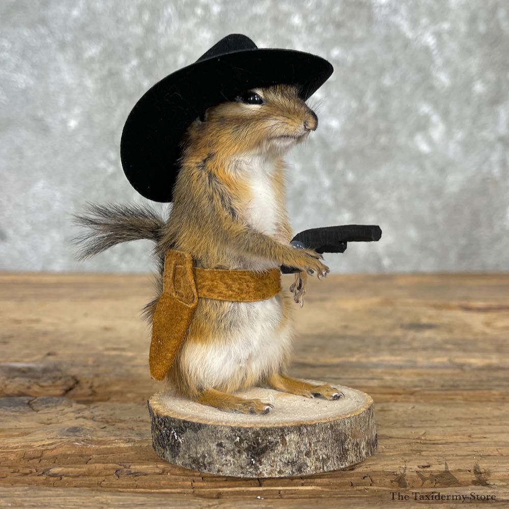 Cowboy Chipmunk Novelty Mount For Sale #26109 @ The Taxidermy Store