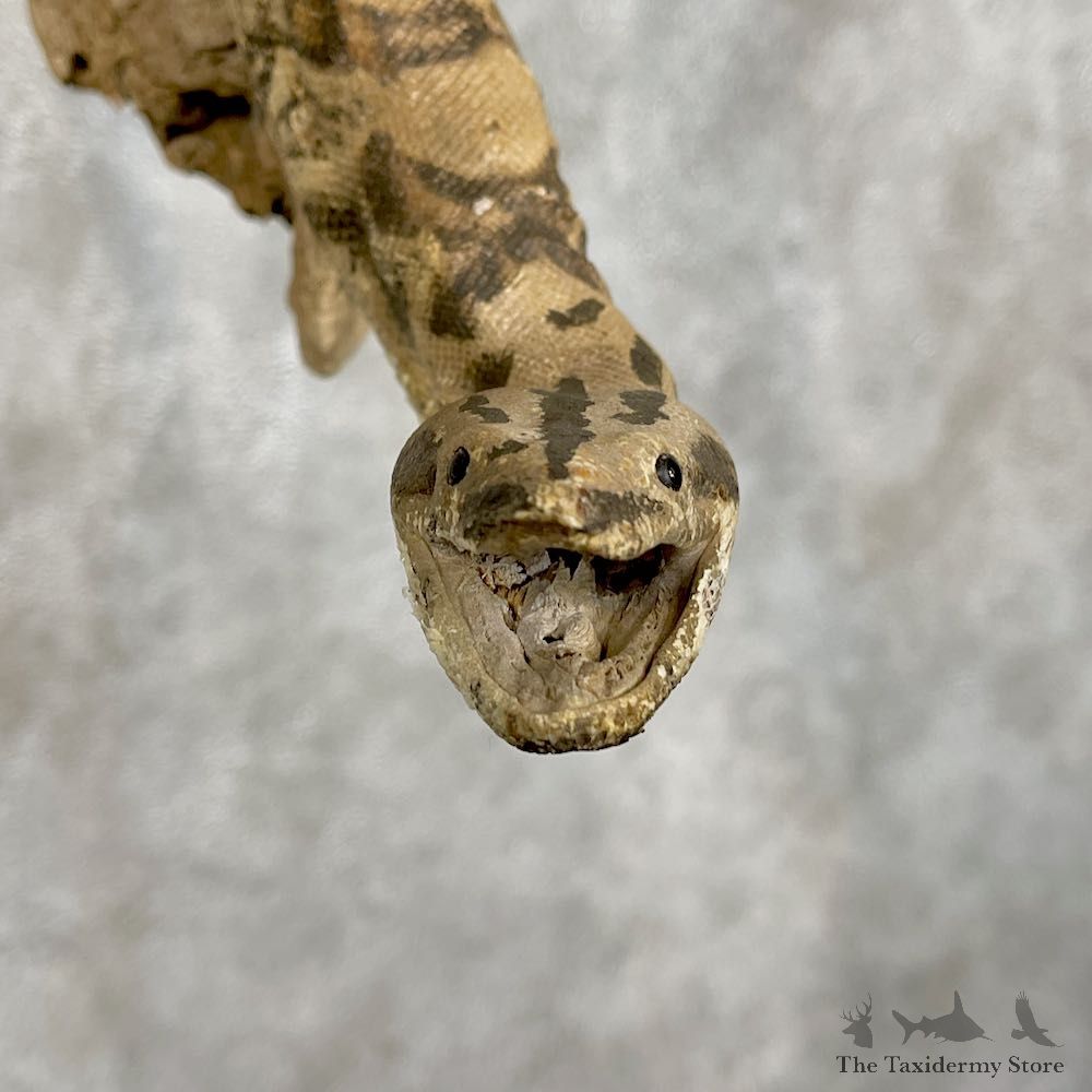 Reticulated Python Snake Mount For Sale #25791 @ The Taxidermy Store