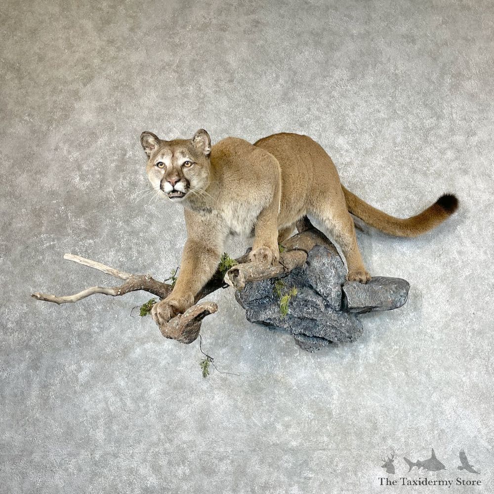 Mountain Lion Life-Size Mount For Sale #27055 @ The Taxidermy Store