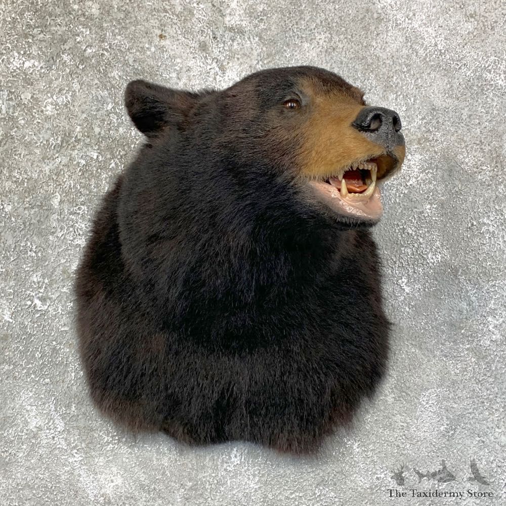Black Bear Shoulder Mount For Sale #23876 @ The Taxidermy Store