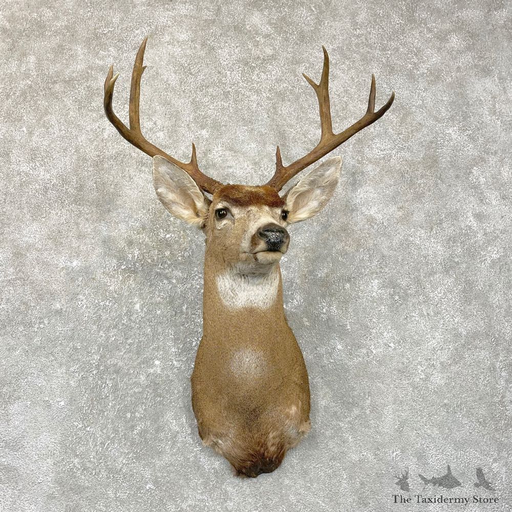 Columbian Black-tailed Deer Shoulder Mount For Sale #24956 @ The Taxidermy Store