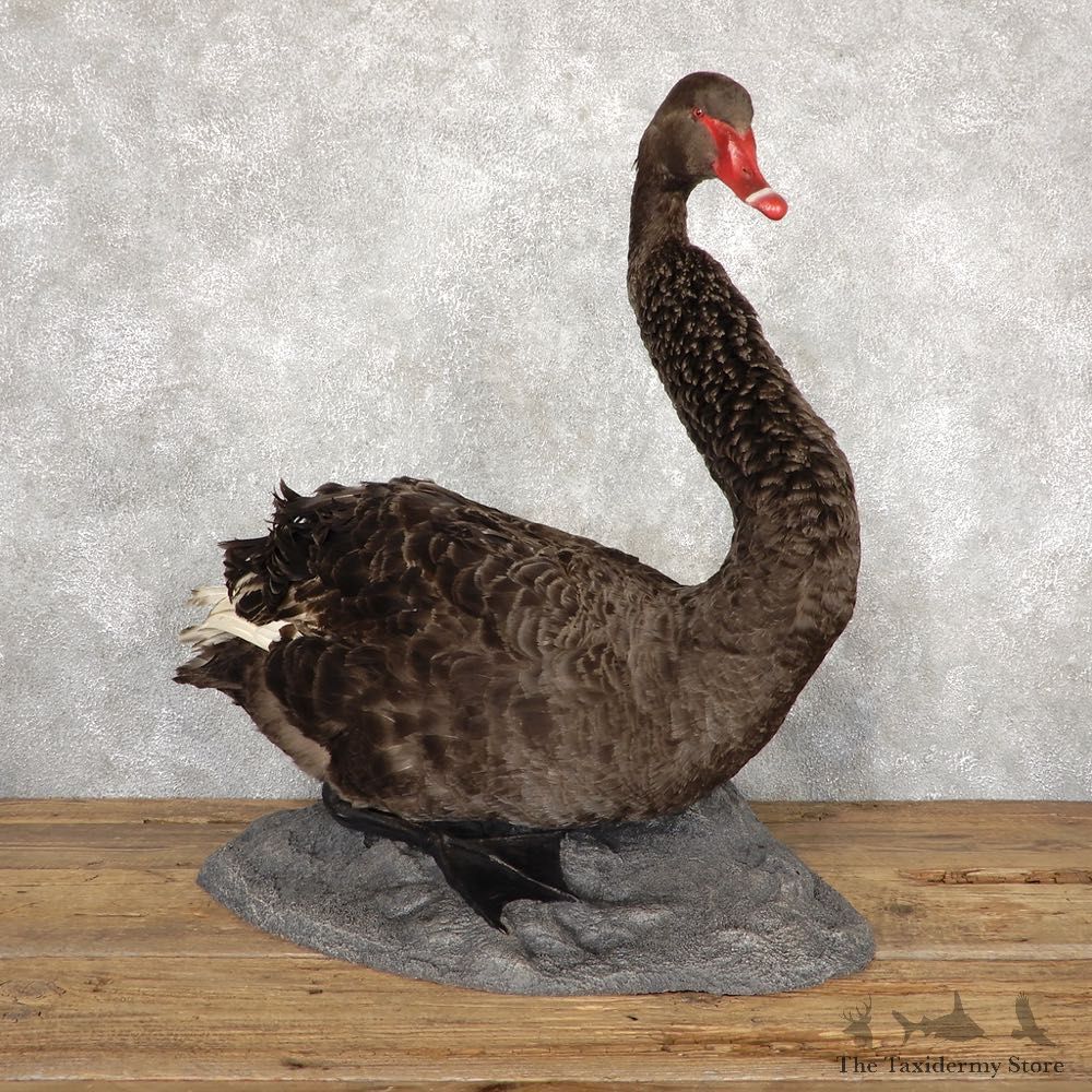 Black Swan Taxidermy Bird Mount #18893 For Sale @ The Taxidermy Store