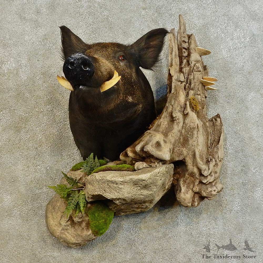 Wild Boar Shoulder Mount For Sale #16541 @ The Taxidermy Store