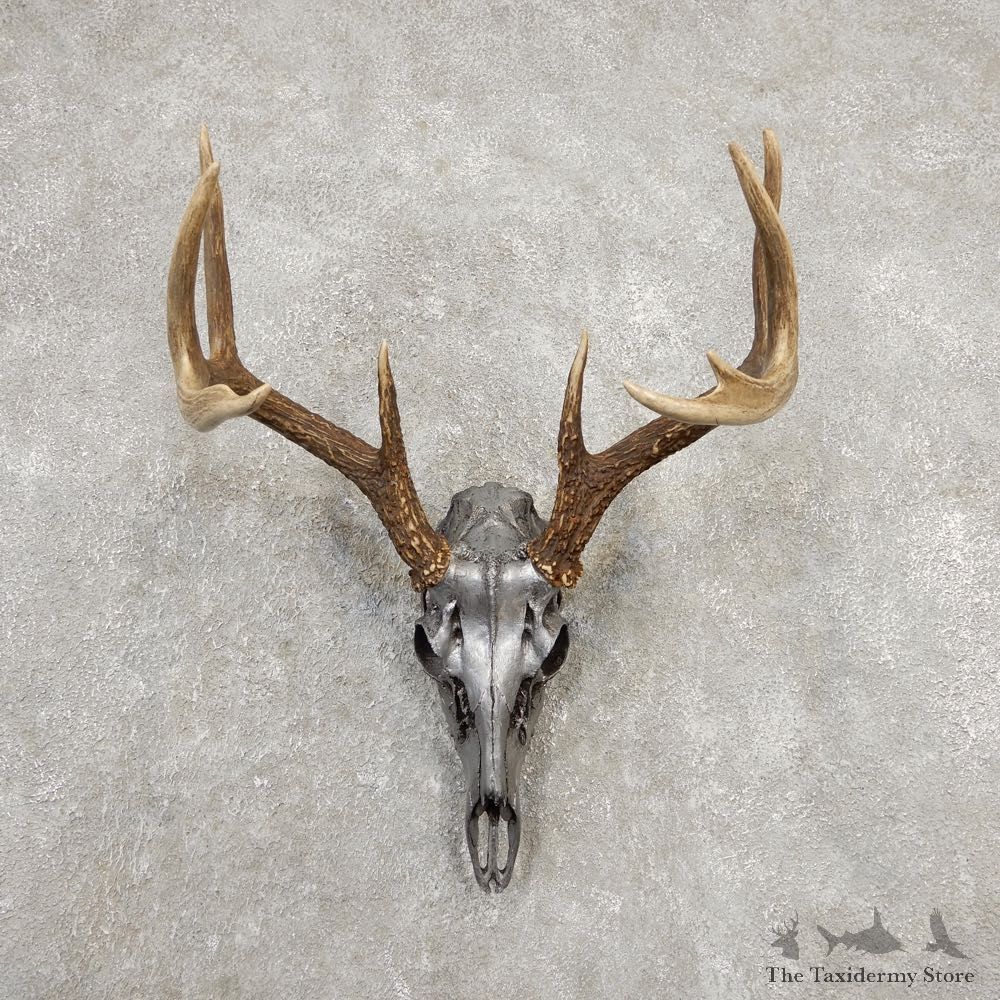Whitetail Deer Skull European Mount For Sale #20371 @ The Taxidermy Store