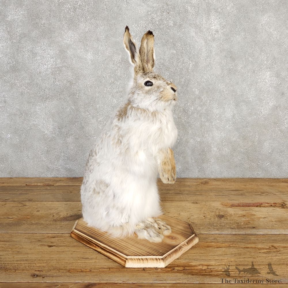 White-tailed Jack Rabbit Mount #20311 For Sale @ The Taxidermy Store